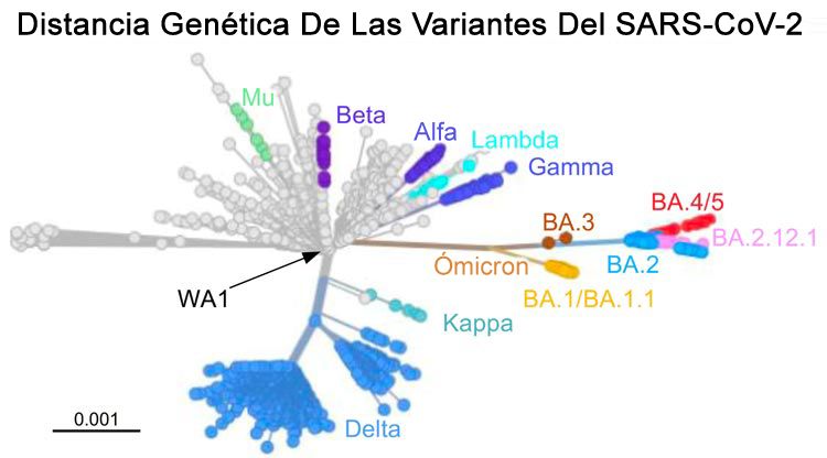 Variantes de covid
