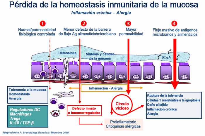 Homeostasis inmunitaria