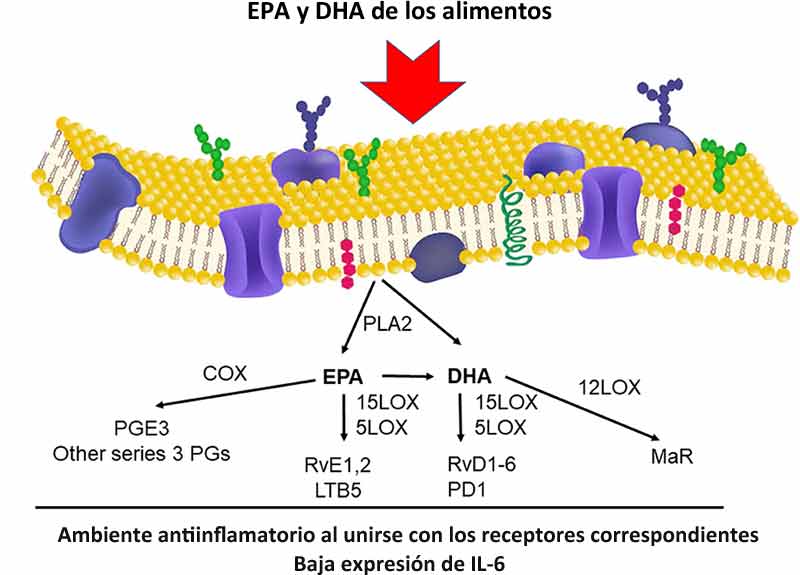 Alimentos epa