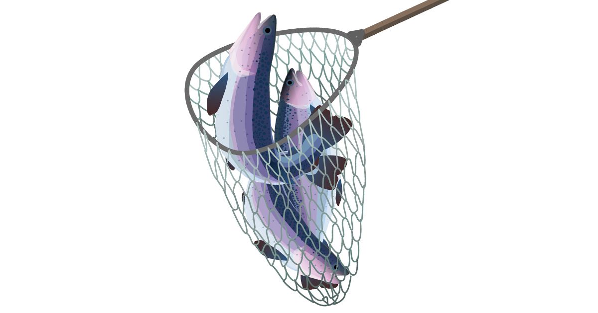 Este pescado está plagado de enfermedades y químicos peligrosos