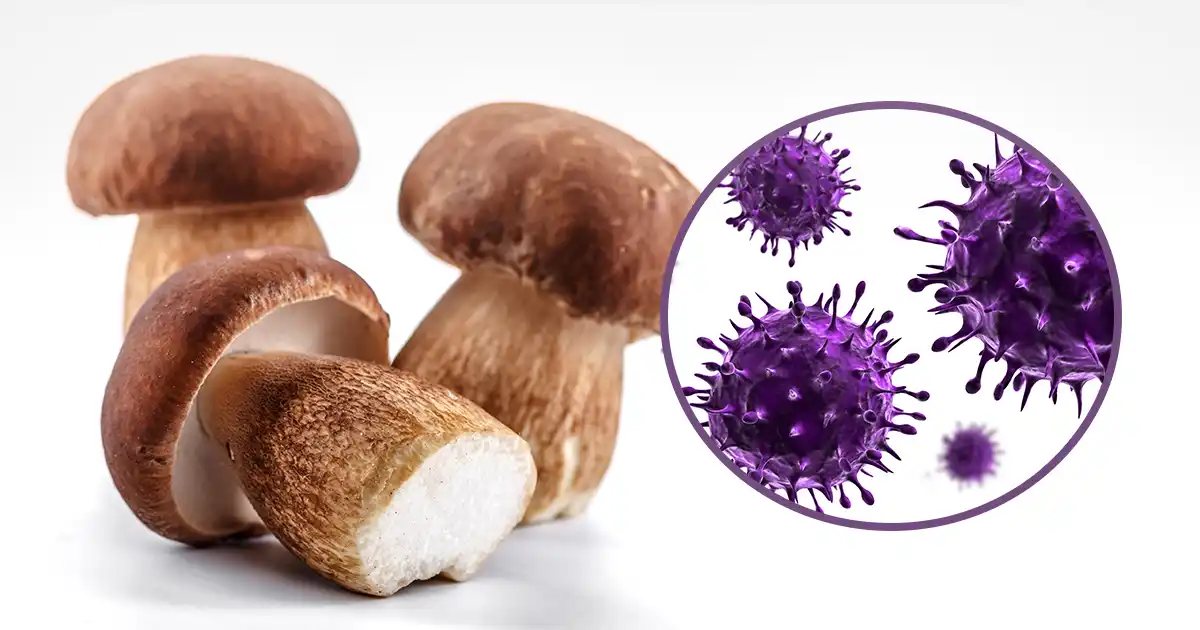 Por qué debería comer más hongos porcini