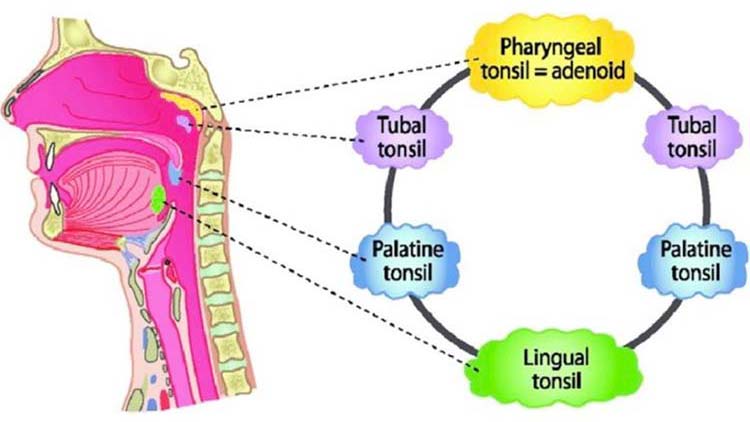 pharyngeal thumb