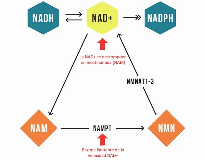 La niacinamida acelera la recuperación en pacientes con COVID-19