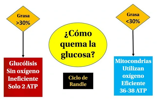¿Cómo quema la glucosa?