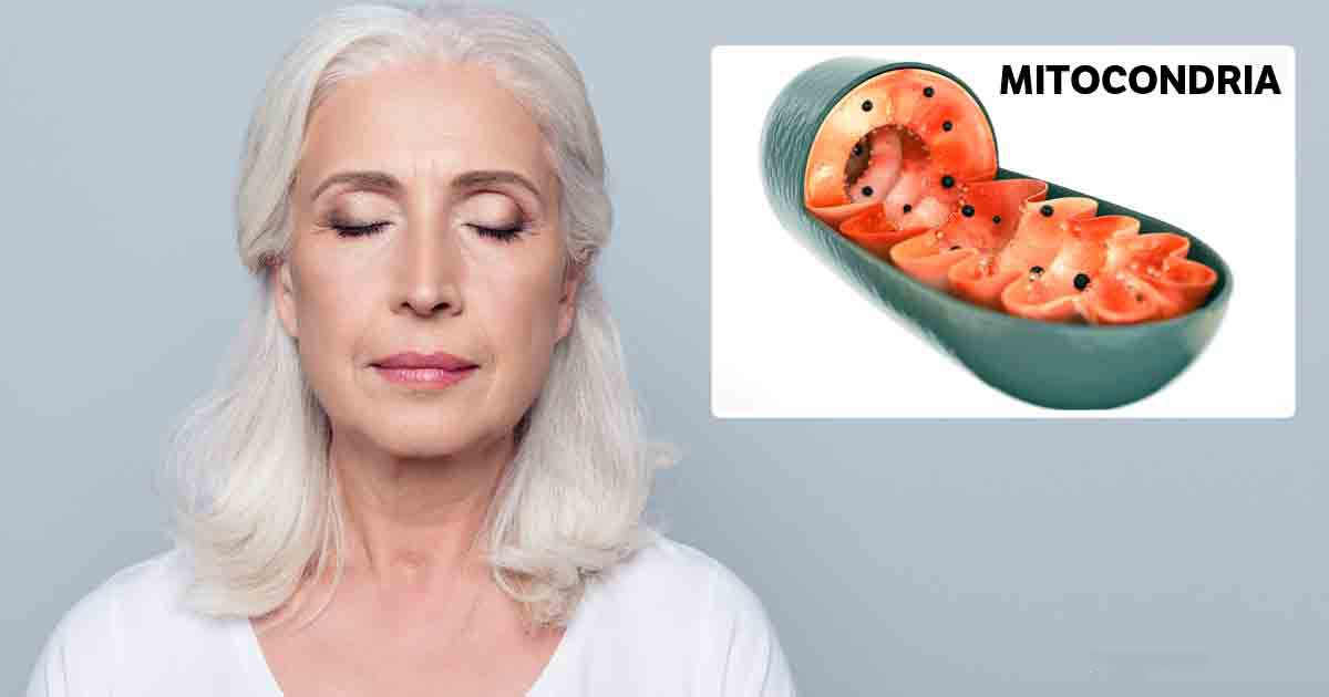 Cómo el envejecimiento afecta a las mitocondrias y contribuye a las enfermedades relacionadas con la edad