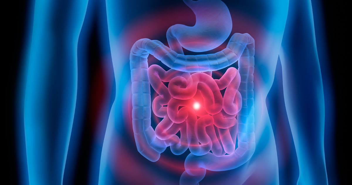 La labor de las bacterias intestinales en el metabolismo