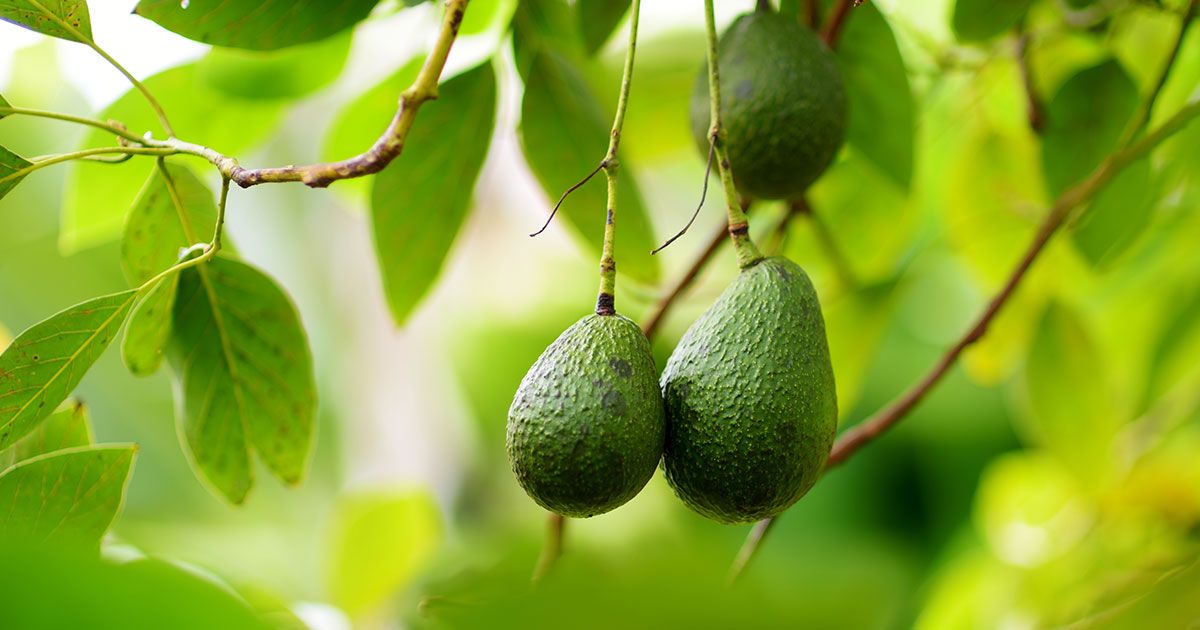 Cómo cultivar un árbol de aguacate