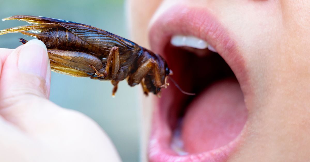 16 especies de insectos aprobadas para el consumo humano