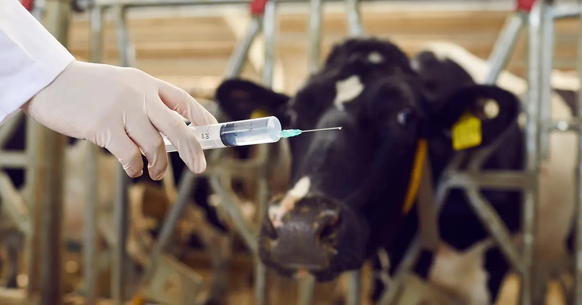 Vacunas de ARN mensajero en animales destinados para el consumo humano