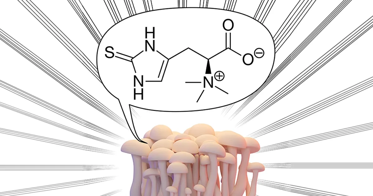 Estos hongos prolongan la vida gracias a la 'vitamina de la longevidad'