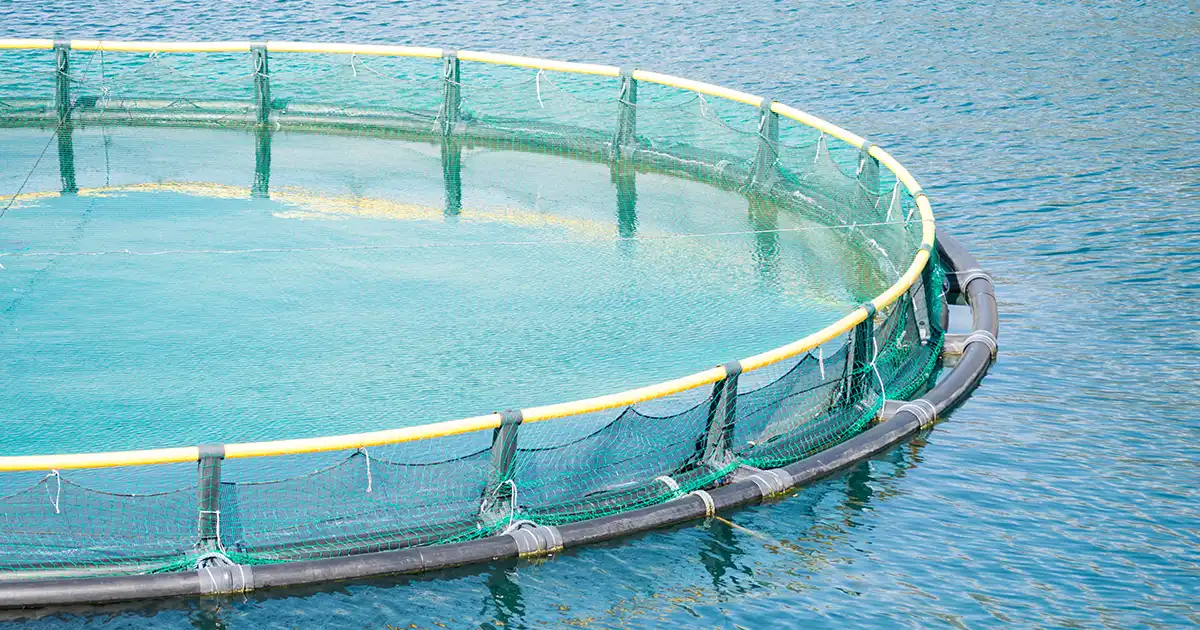 El escape del salmón de piscifactorías podría provocar un desastre medioambiental