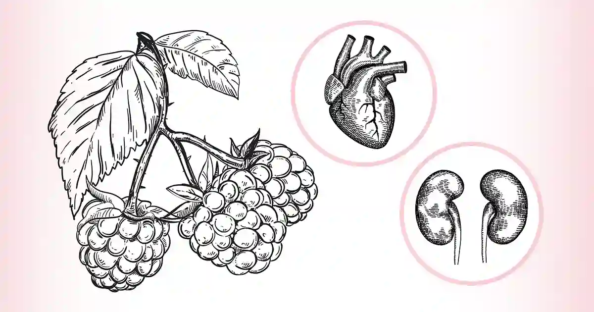 Proteja su corazón, células y riñones con esta fruta especial