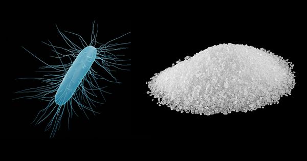 La peligrosa superbacteria que se alimenta del azúcar en su cuerpo