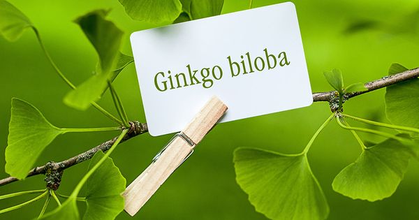 Increíble explosión de oro de un árbol ginkgo de 1400 años