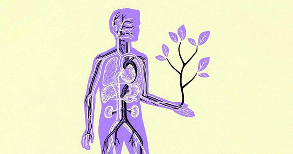 Esta planta única contiene todos los aminoácidos esenciales que su cuerpo necesita