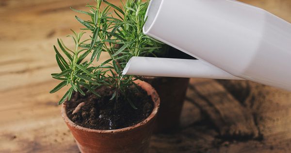 El romero, que es un estimulador cerebral, es fácil de cultivar en su patio trasero