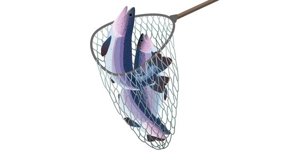 Este pescado está plagado de enfermedades y químicos peligrosos