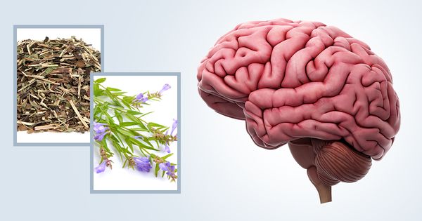 Nuevo estudio demuestra que la hierba 'escutelaria' puede corregir lesiones cerebrales