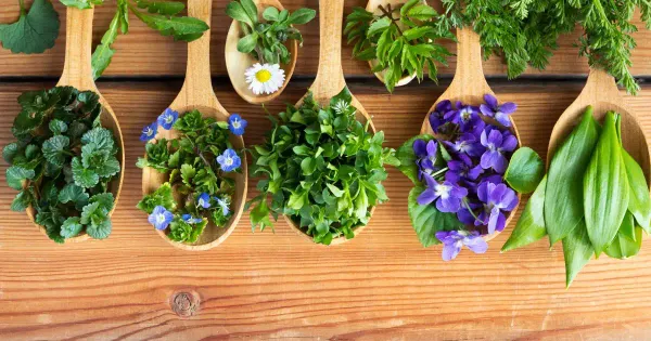 10 plantas medicinales que necesita conocer hoy mismo