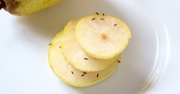 Esto podría ayudar a deshacerse de las moscas de la fruta en su cocina