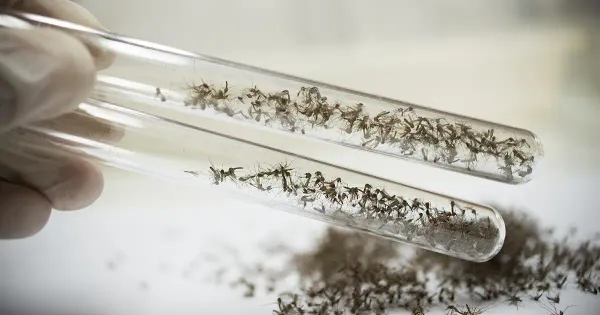 Actualizaciones sobre la liberación de mosquitos transgénicos