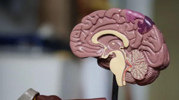 🗞️Se descubrió una nueva célula cerebral que podría mitigar los efectos del Alzheimer