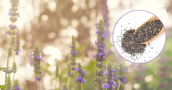 La chía es una planta fácil de cultivar