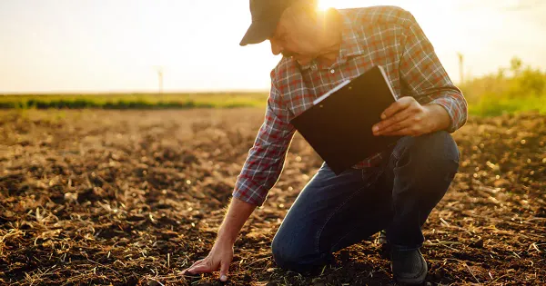 ¿Por qué los agricultores están incluyendo piedras en sus campos de cultivo?