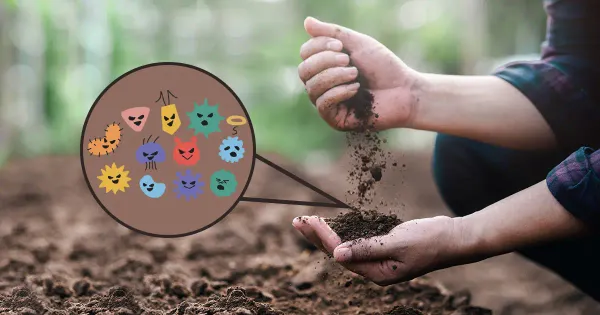 ¿Esta antigua bacteria del suelo puede matar superbacterias?