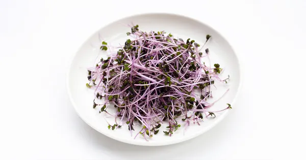 Un nuevo superalimento: germinado de repollo o col roja