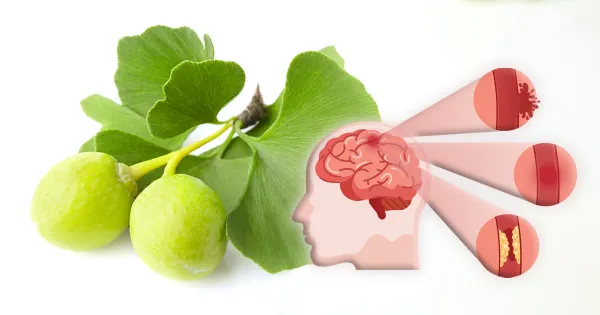 Cómo el Ginkgo Biloba puede ayudar con la recuperación cognitiva después de un derrame cerebral