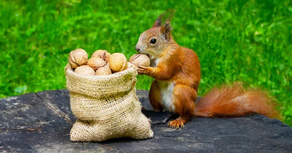 ¿Qué pueden enseñarnos las ardillas sobre cómo mantenernos delgados?