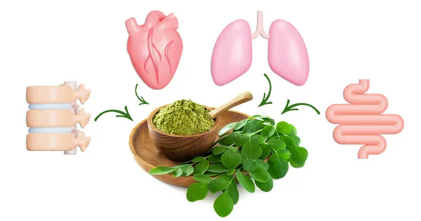 Desde reducir el azúcar en sangre hasta mejorar la salud del corazón: los beneficios de la moringa